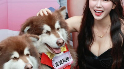 치어리더 안지현